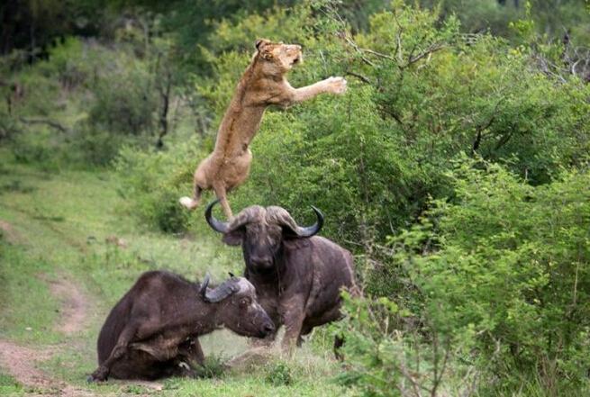 bsports必一网页版_呼伦贝尔市全力打造全国生态环境建设保护示范区(图3) bsports必一网页版