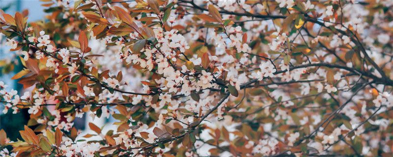 ‘bsports必一网页版’进NBA前后肌肉对比图:字母哥麒麟臂粗1圈,詹姆斯判若两人(图1) bsports必一网页版