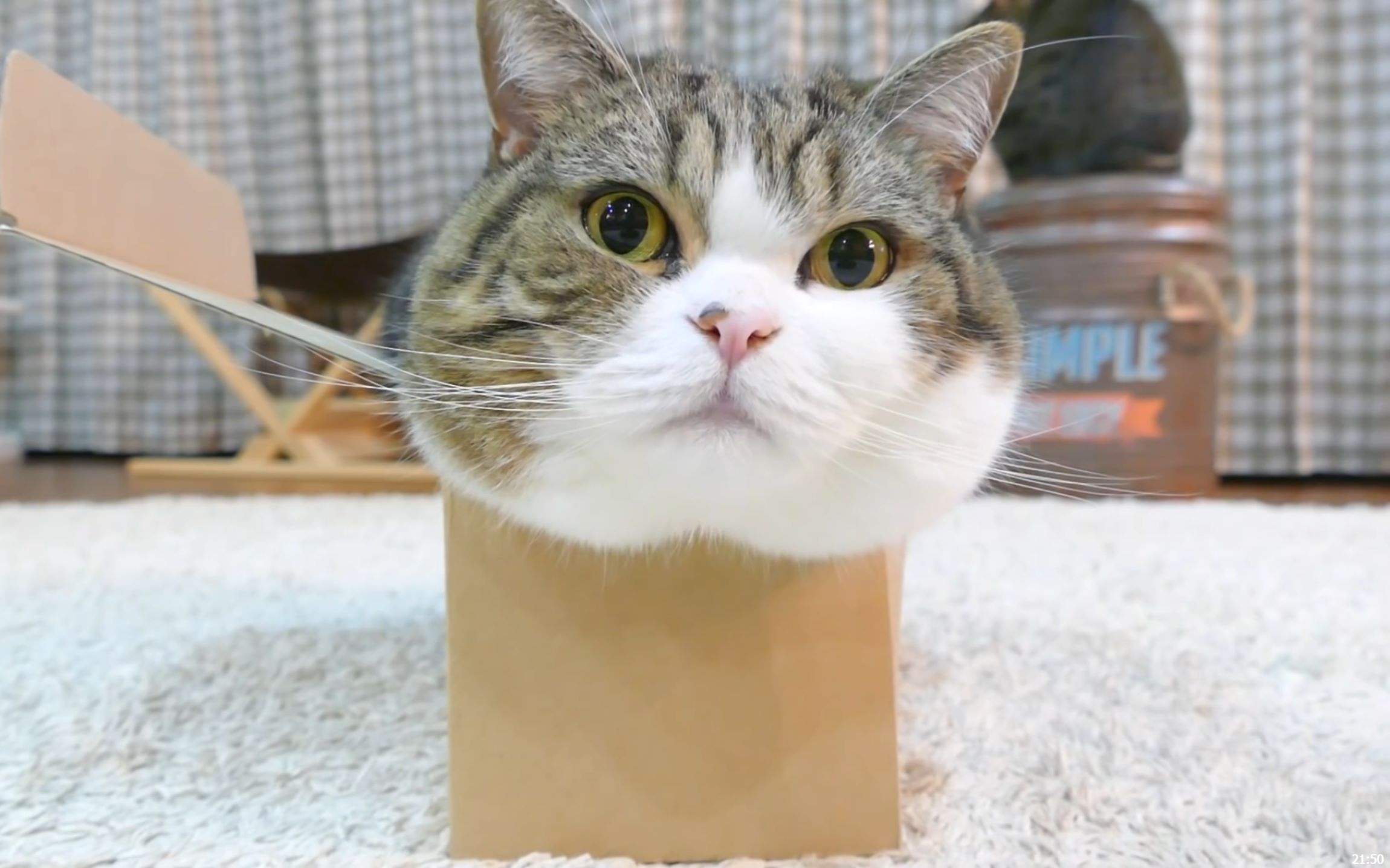 bsports必一网页版_12123交通宁静语音服务热线上线啦!业务管理、查询服务一个电话就搞定(图1) bsports必一网页版