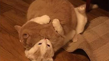 bsports必一网页版